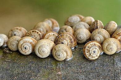 CDPR放弃自己的内部多人技术 转用虚幻5