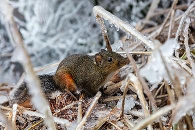 日本一SRPG《魔物饭大冒险》新更新1.20确定3月上线